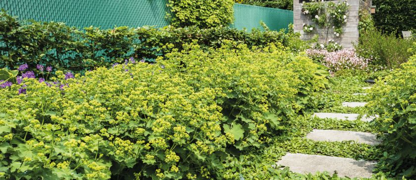 Infoblad februari 2022 aankondiging infosessie Velt milieuraad 15 03 foto