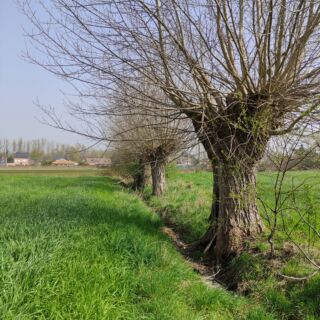 Actie groenzone Lijsternest
