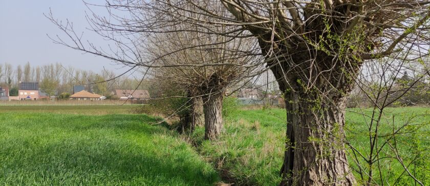 Actie groenzone Lijsternest