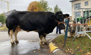 Omslagfoto actie 12 minder vlees