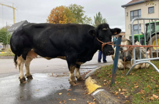 Omslagfoto actie 12 minder vlees