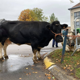 Omslagfoto actie 12 minder vlees
