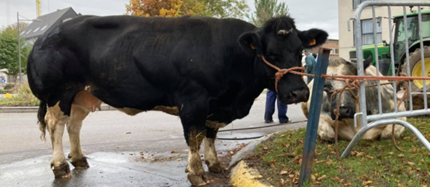 Omslagfoto actie 12 minder vlees